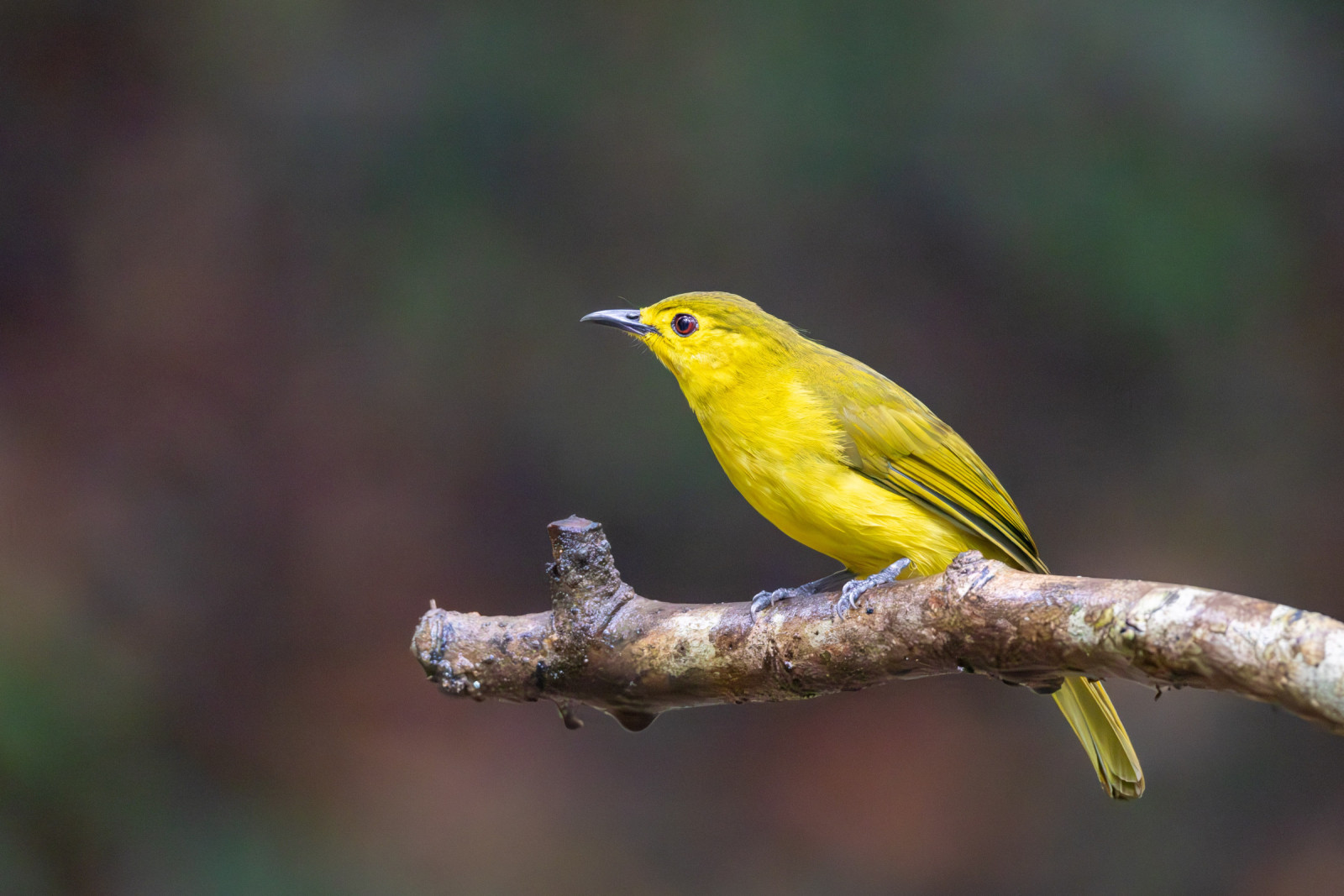image Yellow-browed Bulbul